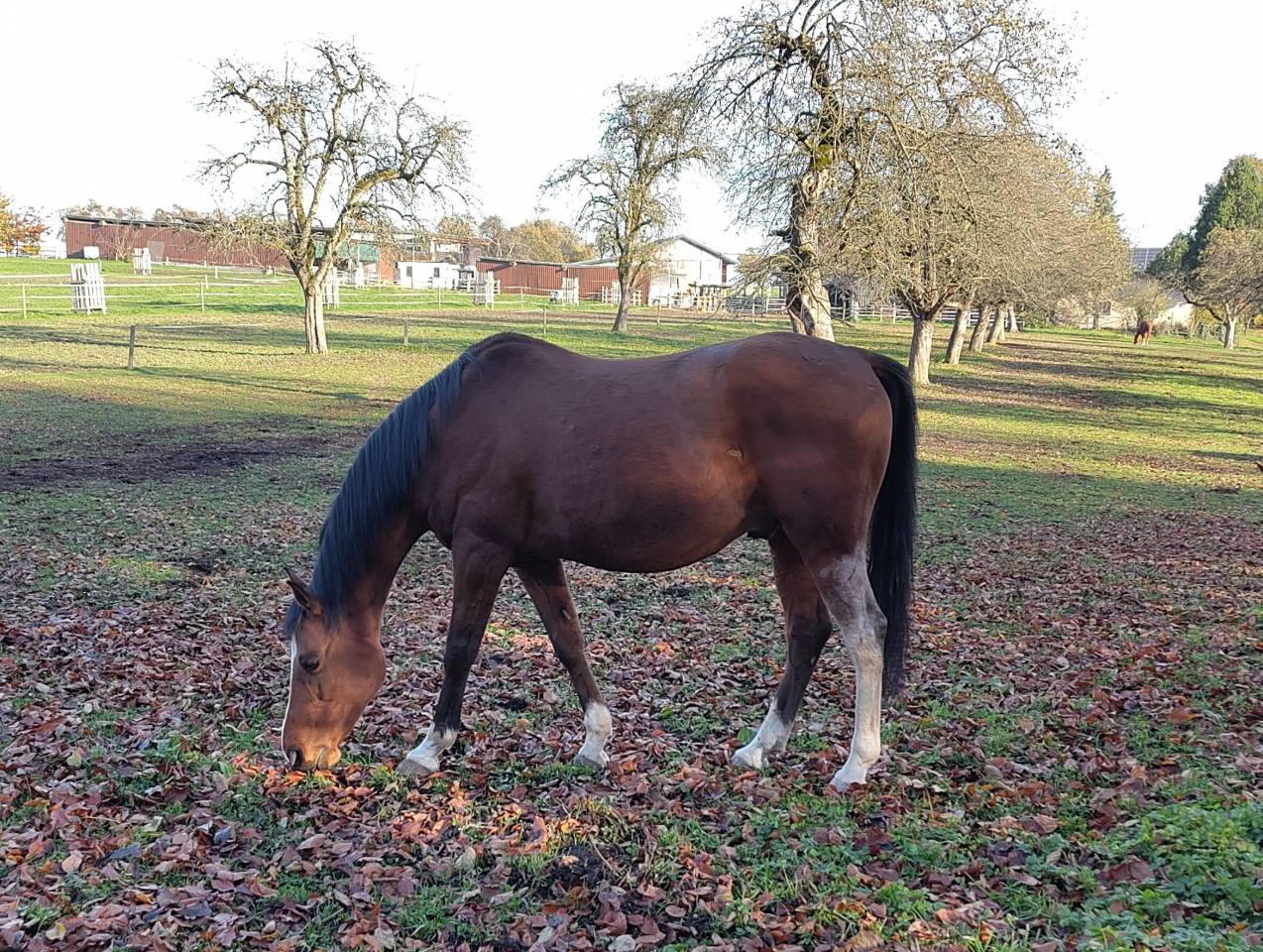 Hongre espagnol 11 ans pour équitation de travail