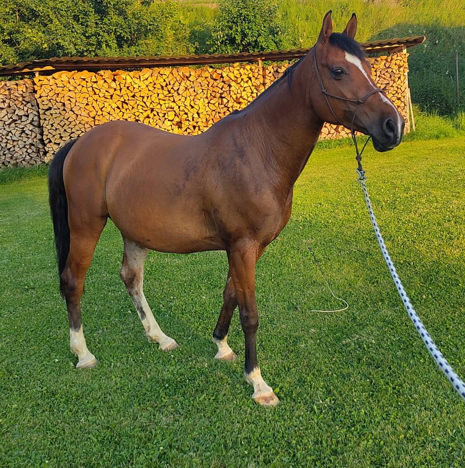 Hongre espagnol 11 ans pour équitation de travail
