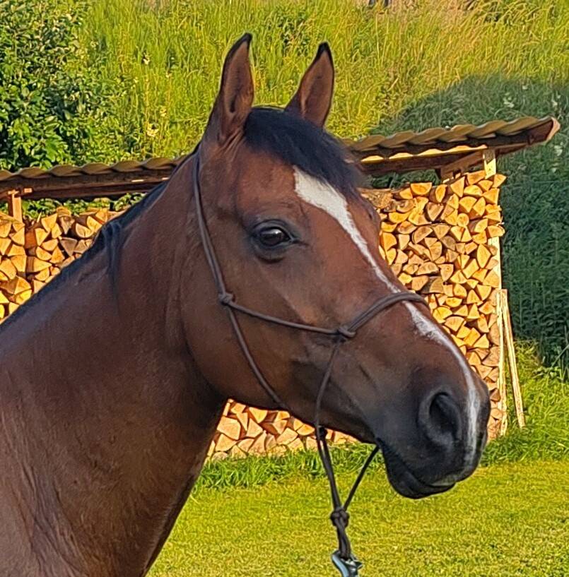 Hongre espagnol 11 ans pour &eacute;quitation de travail