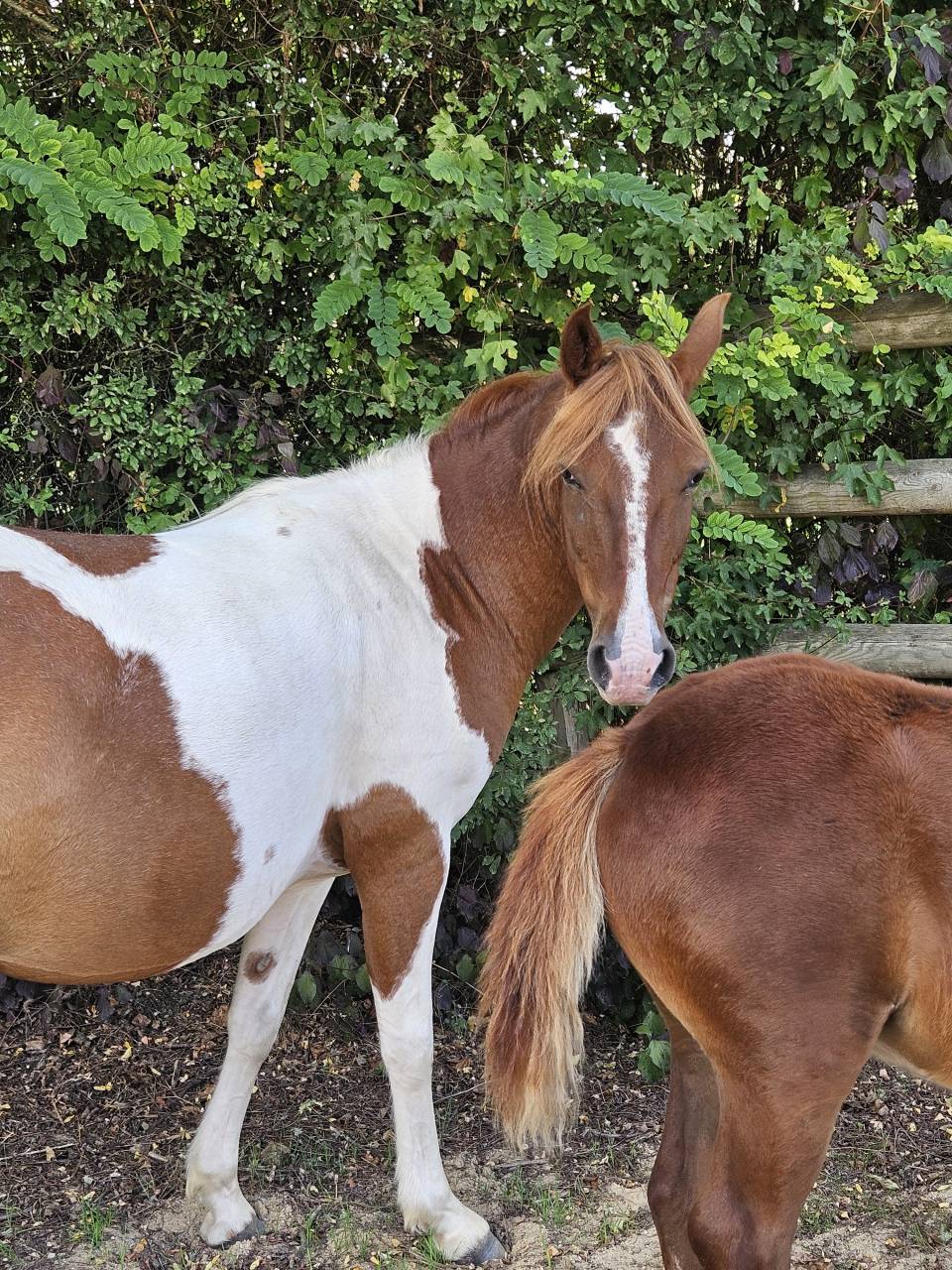 Ponette poulinière pie de 6 ans suite de sa pouliche 