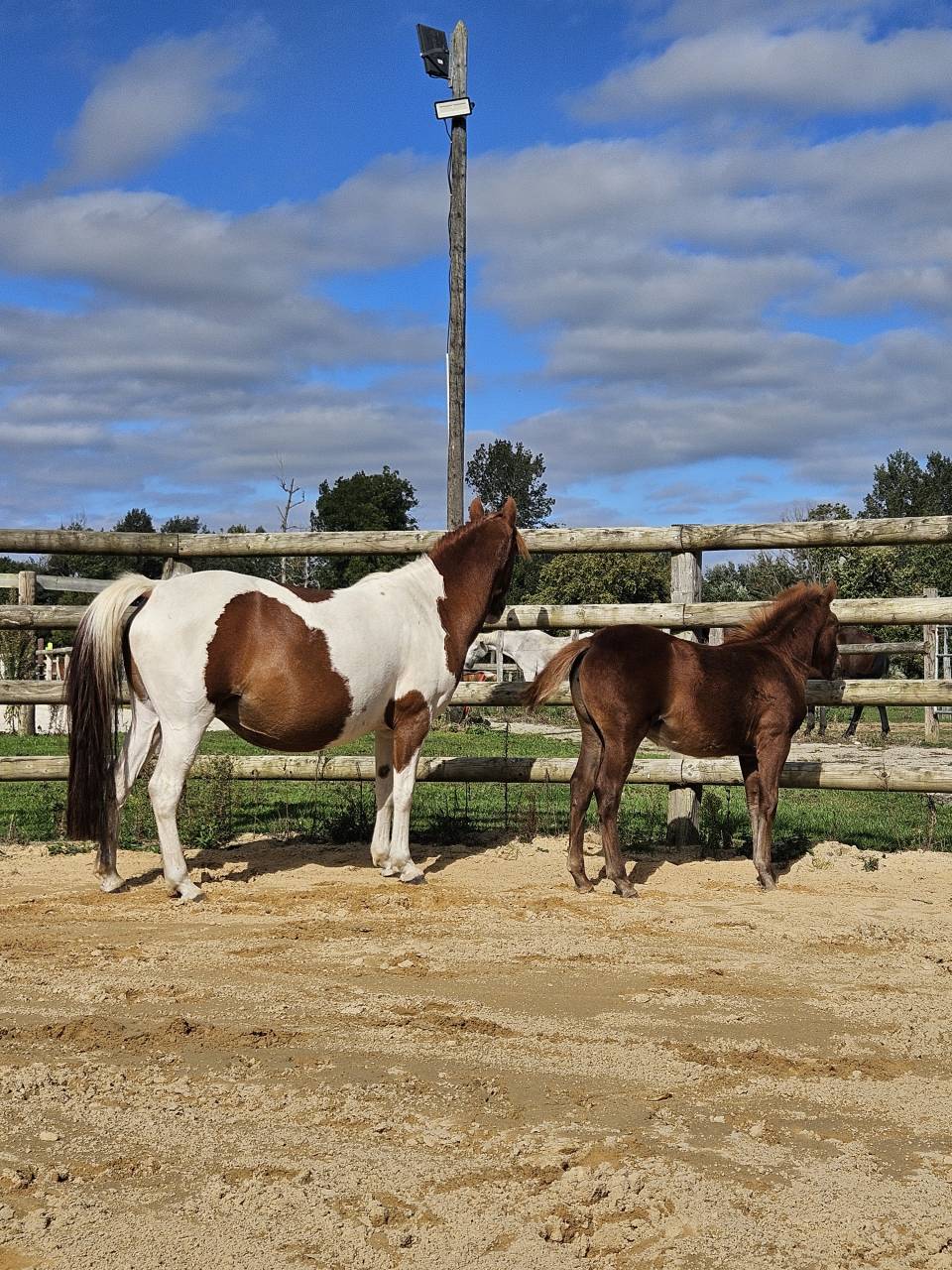 Ponette poulinière pie de 6 ans suite de sa pouliche 