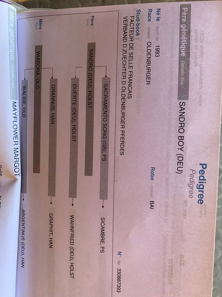 SF, Hongre, 7 ans, 172 cm par Sandro Boy