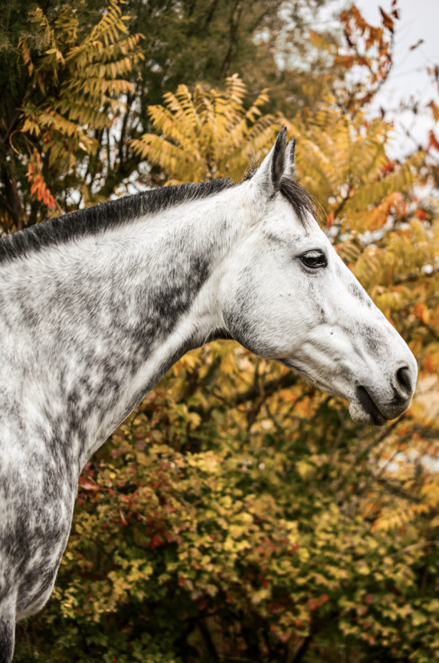 HALF TIME - 7ans - AA