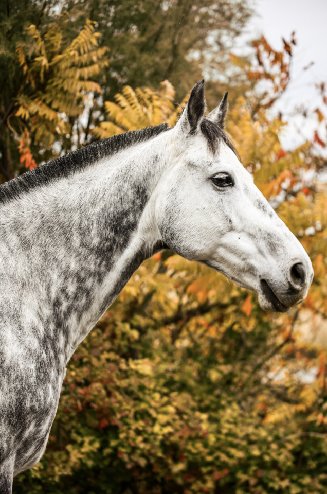 HALF TIME - 7ans - AA