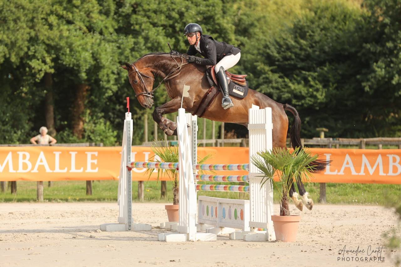 Prometteur hongre de 4 ans par Conthargos x Diamant 