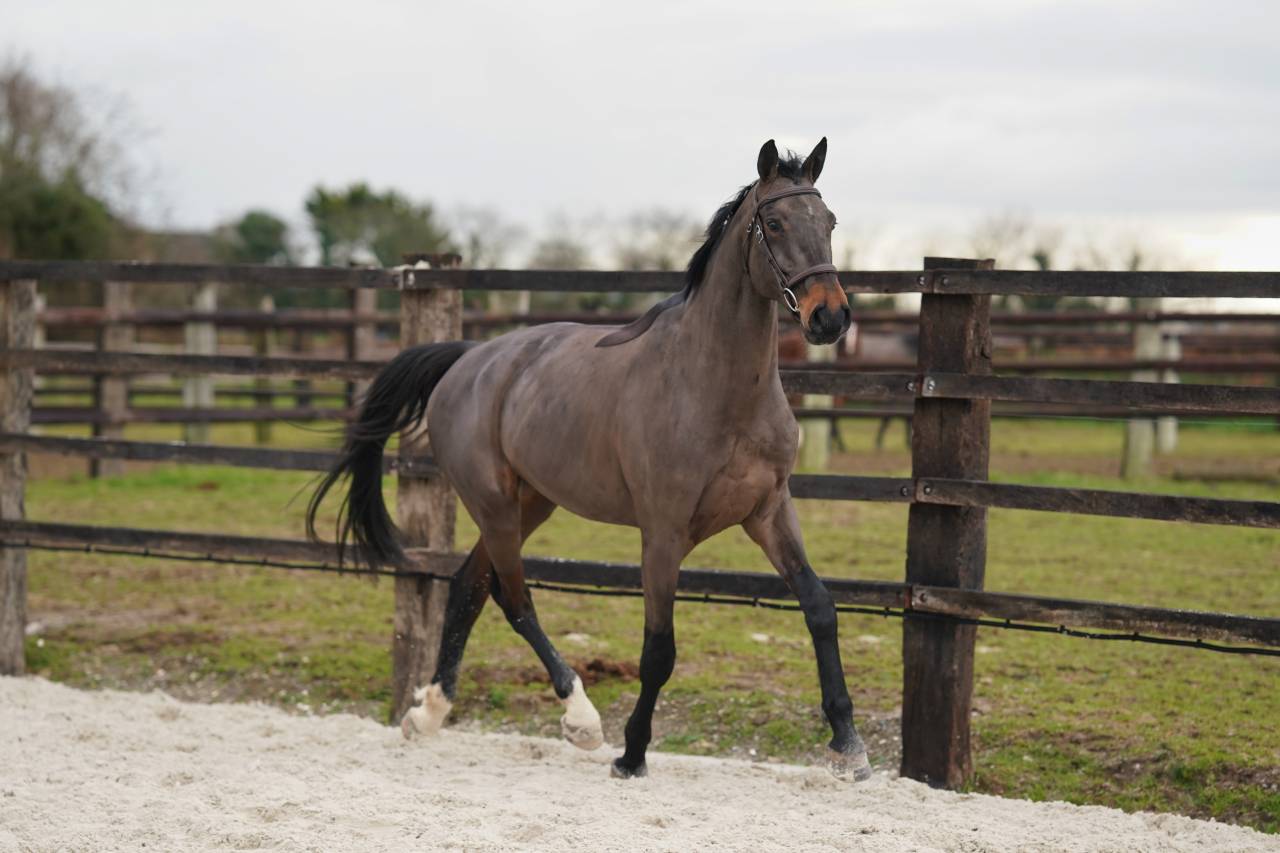 Prometteur hongre de 5 ans par Conthargos x Diamant 