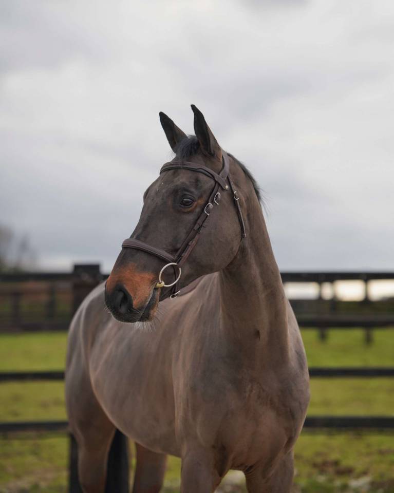 Prometteur hongre de 5 ans par Conthargos x Diamant 