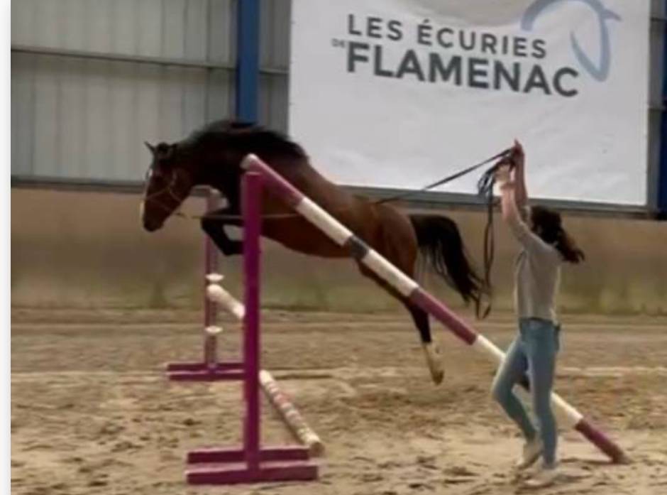 Mâle de 3 ans concentré de génétique 