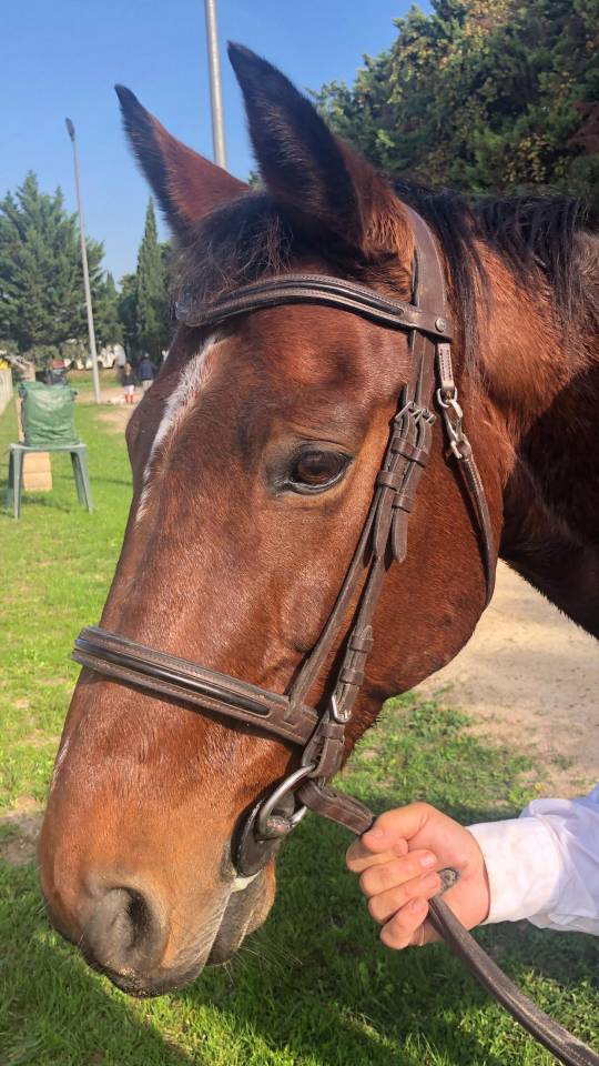 KILI Selle Français Origine 21 ans 1m60 