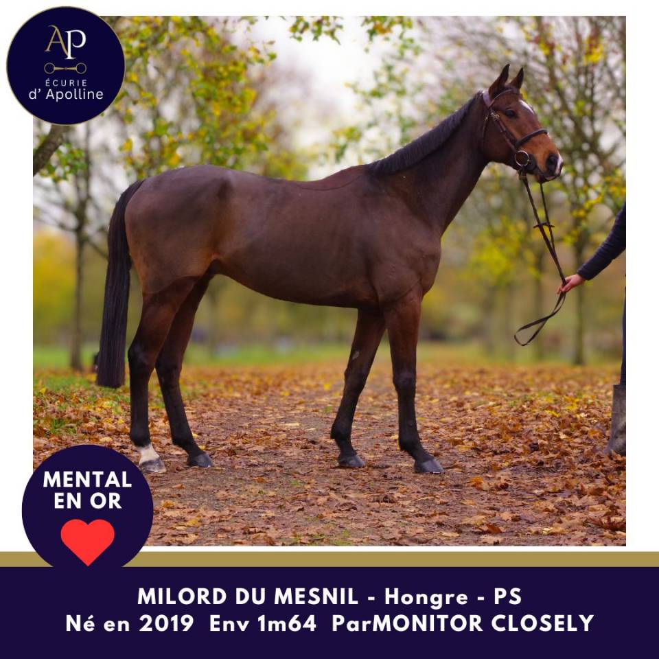 Amour de cheval pour bonne maison