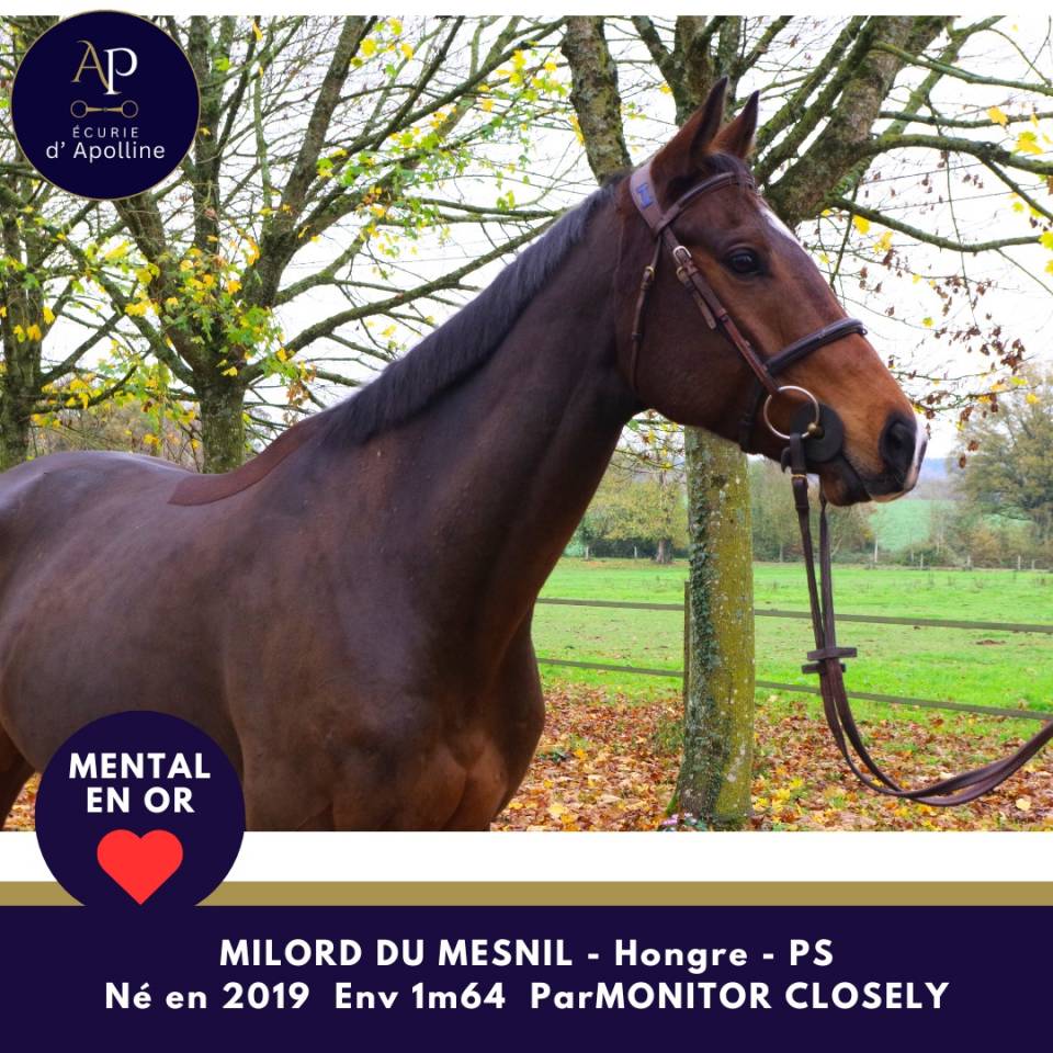 Amour de cheval pour bonne maison