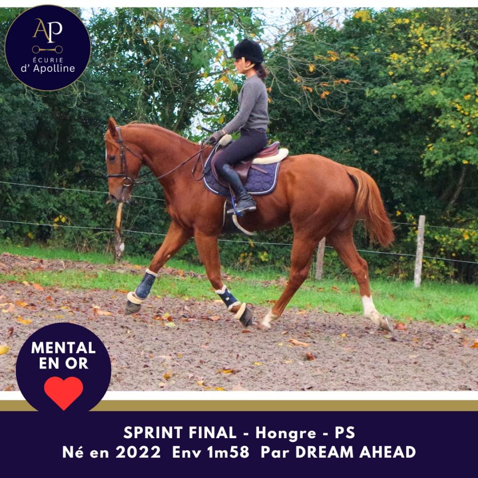 Jeune cheval top mental très facile