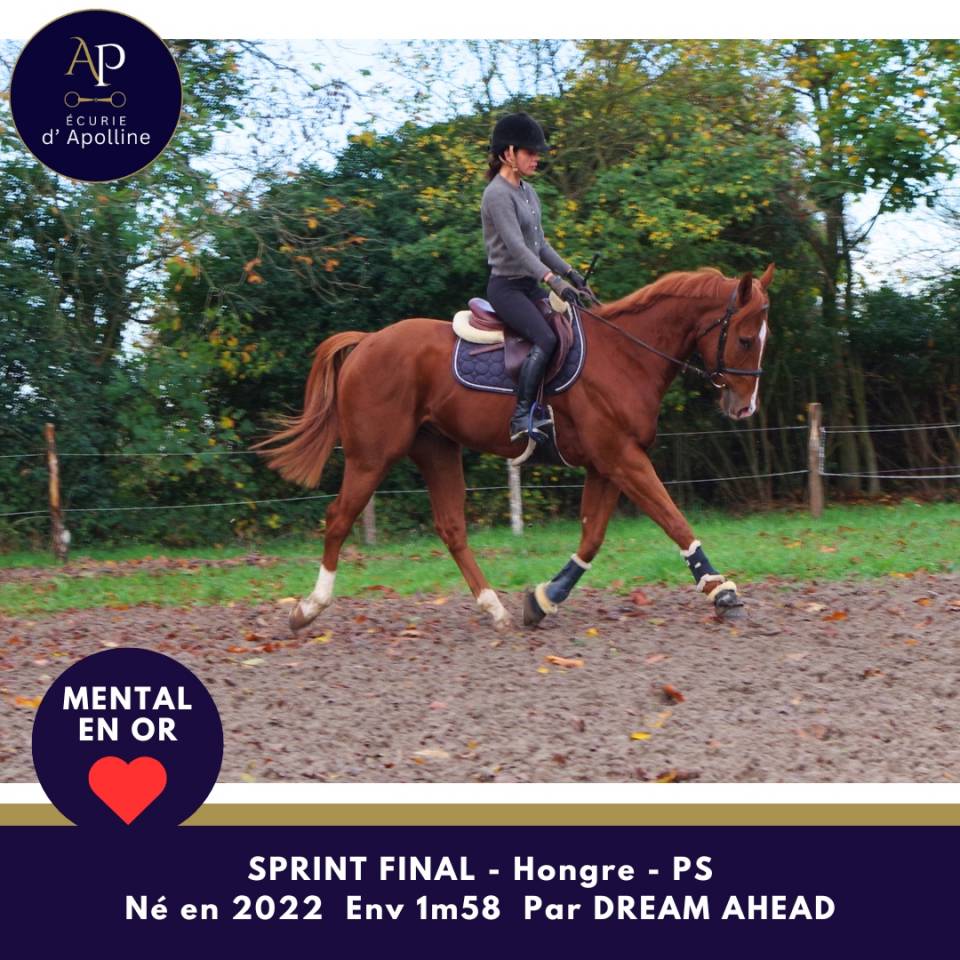 Jeune cheval top mental très facile