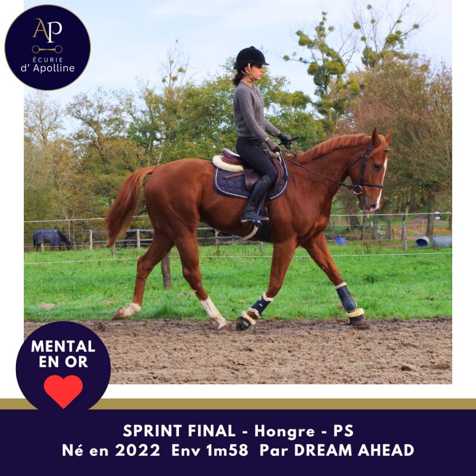 Jeune cheval top mental très facile