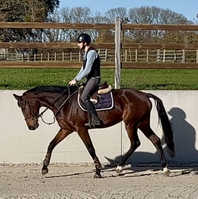 Magnifique jument kwpn de 5 ans +-1m70