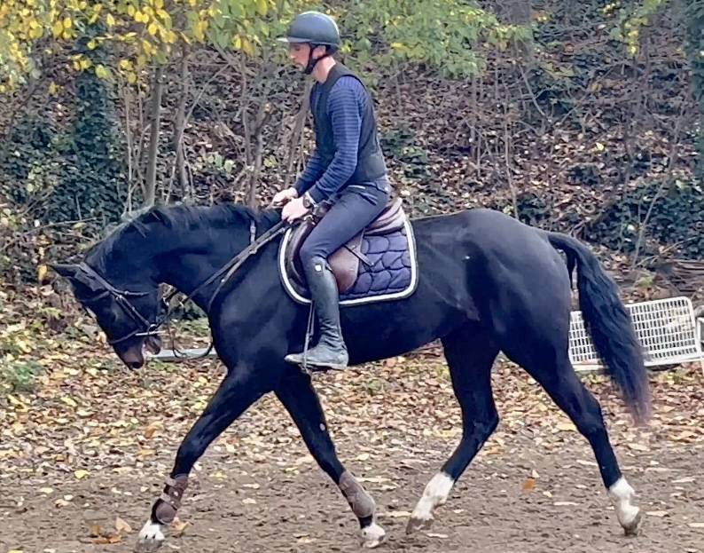 Superbe jument bwp de 7 ans +-1m70