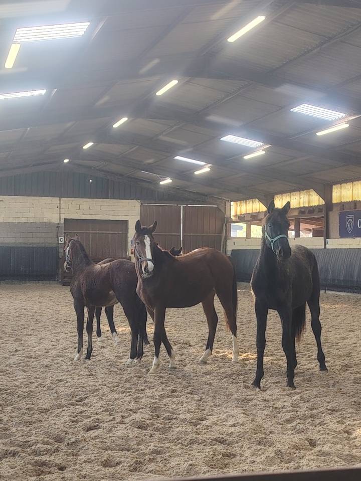 Très jolie pouliche SF 