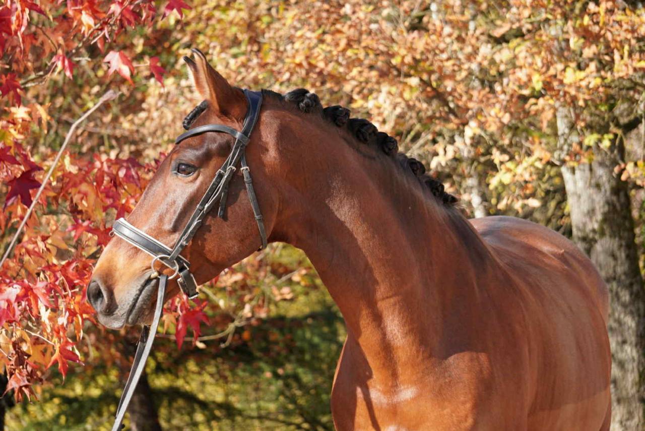 Hongre. - PRE - Solide expérience jusqu'au niveau GP