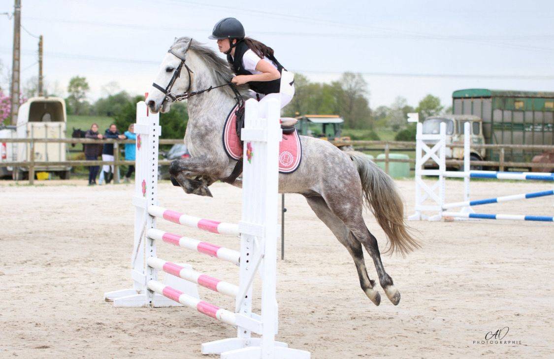 Top poney de concours 