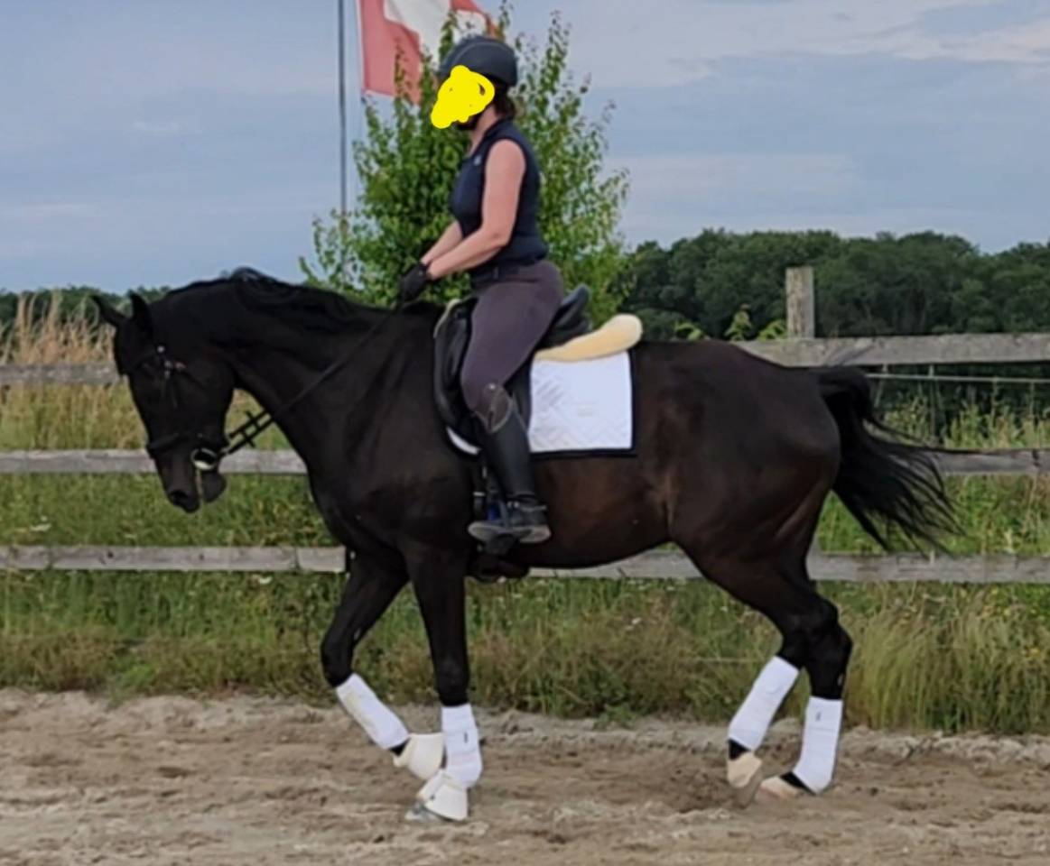cheval de sport belge dressage 11 ans 
