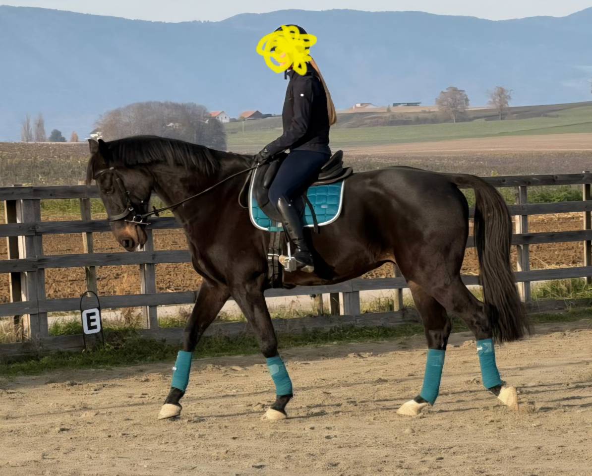 cheval de sport belge dressage 11 ans 