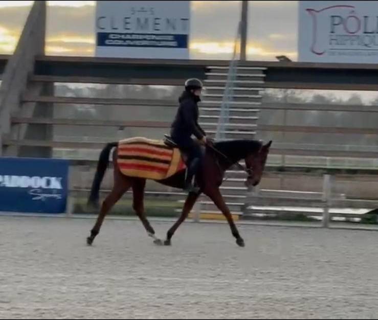 Aramis - Hongre réformé des courses