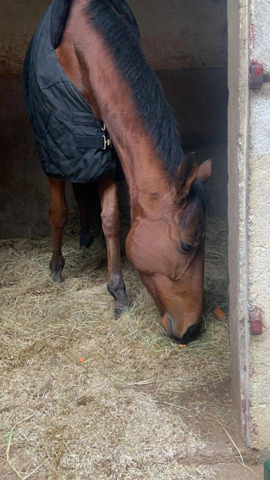 Aramis - Hongre r&eacute;form&eacute; des courses