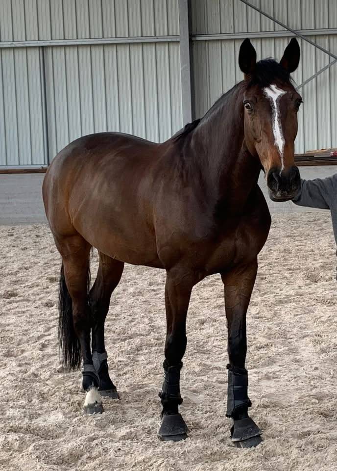 Poulinière ALMA D'AUZAY LA pleine de Untouchable 27 