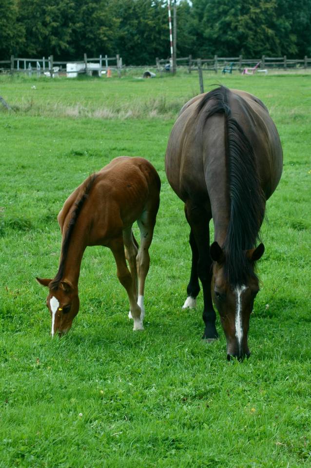 Poulinière ALMA D'AUZAY LA pleine de Untouchable 27 