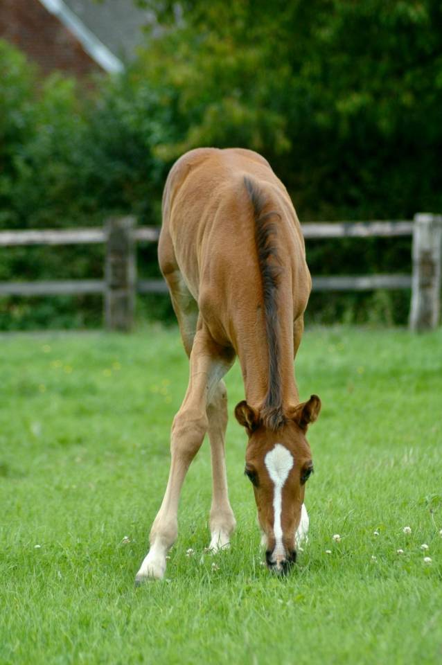 Poulinière ALMA D'AUZAY LA pleine de Untouchable 27 