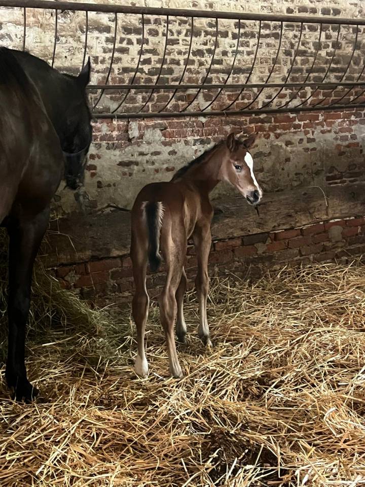 Poulinière ALMA D'AUZAY LA pleine de Untouchable 27 