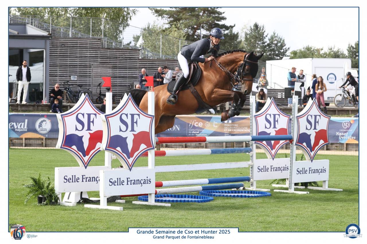 Hongre de 6 ans très concours 