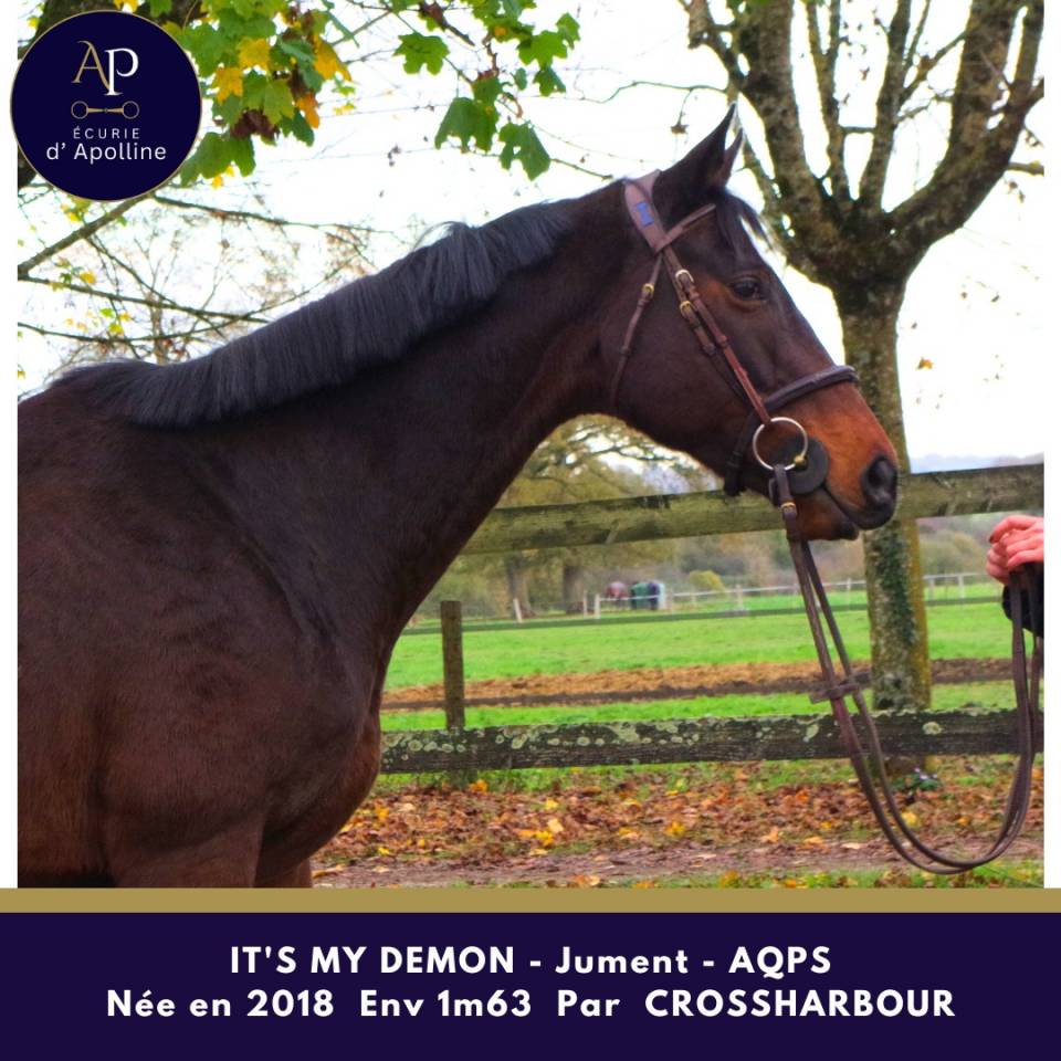 Jument AQPS pour bonne maison