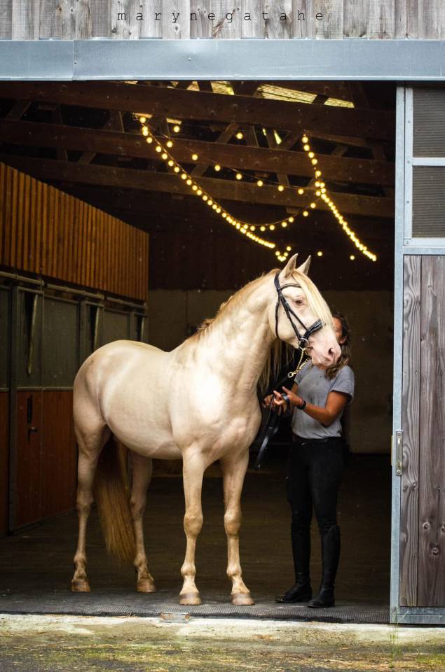 Lucero del sol étalon PRE apto