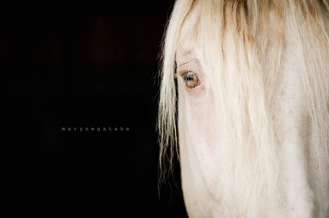 Lucero del sol étalon PRE apto