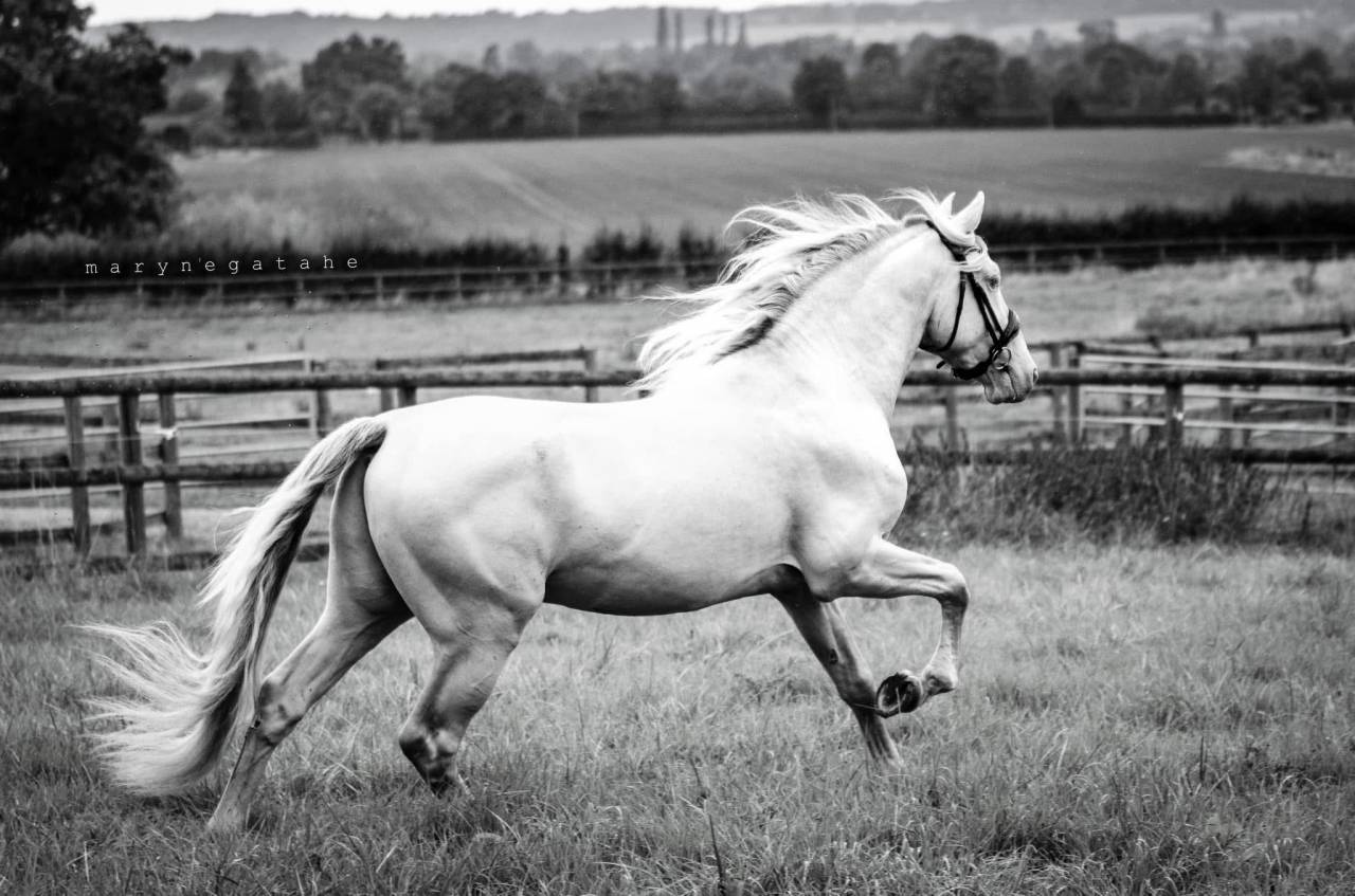 Lucero del sol étalon PRE apto