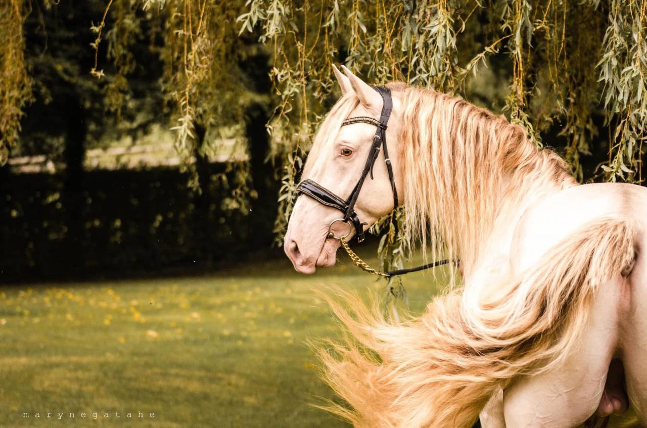 Lucero del sol étalon PRE apto