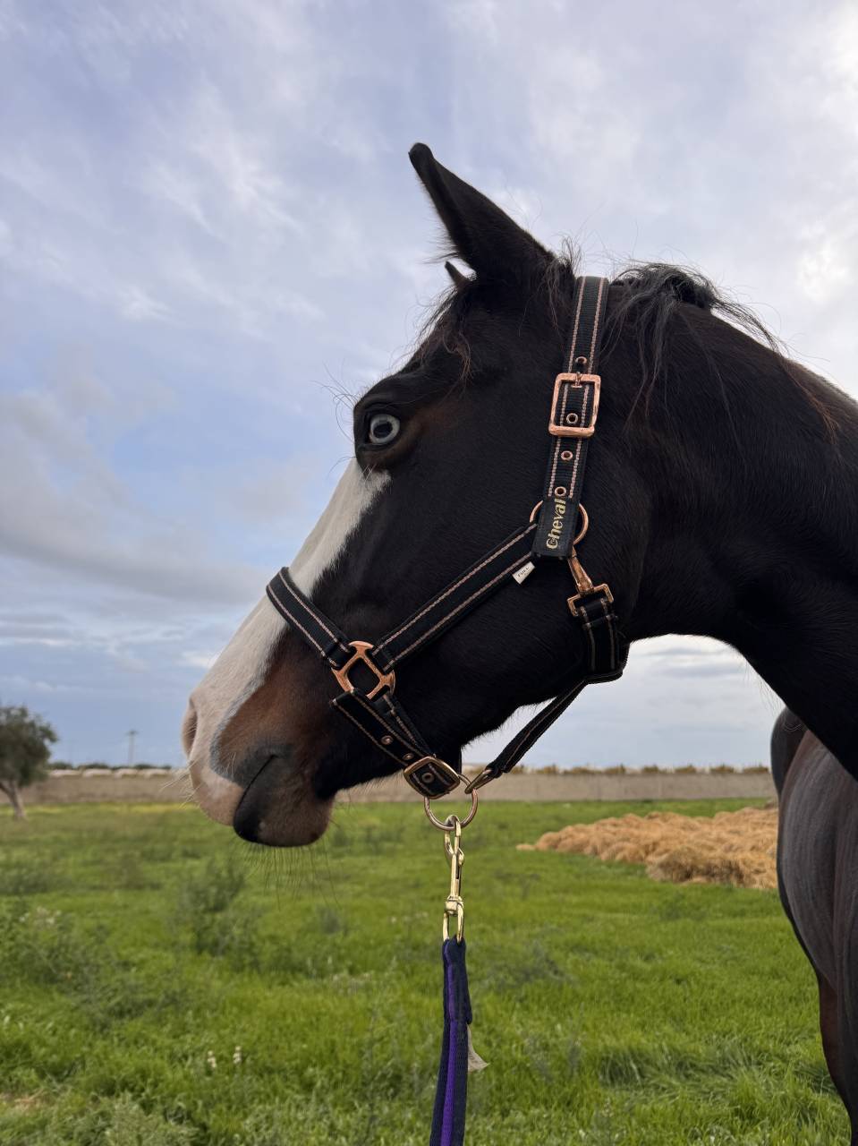 Jument Quarter Horse A vendre 2021 Bai brun par COLONELS SHINING GUN