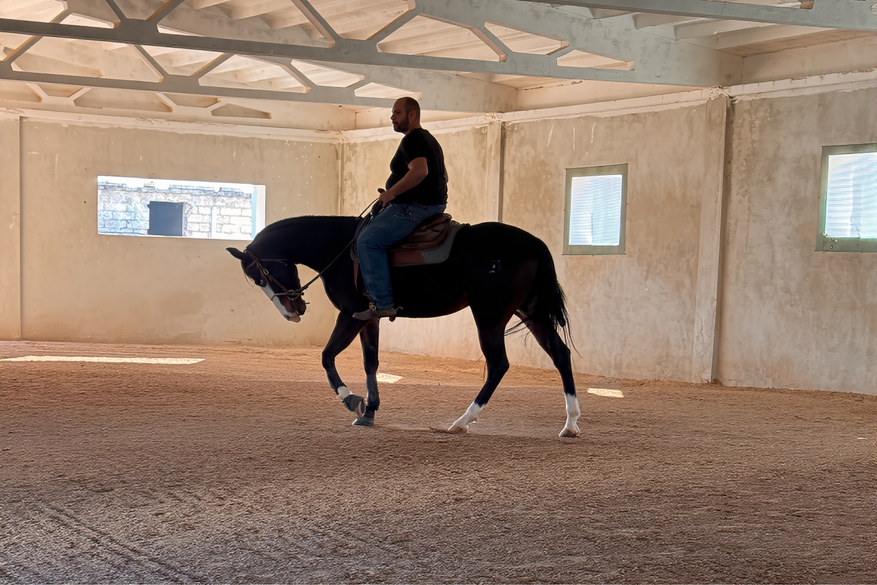 Jument Quarter Horse A vendre 2021 Bai brun par COLONELS SHINING GUN