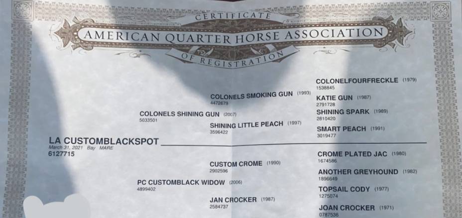 Jument Quarter Horse A vendre 2021 Bai brun par COLONELS SHINING GUN