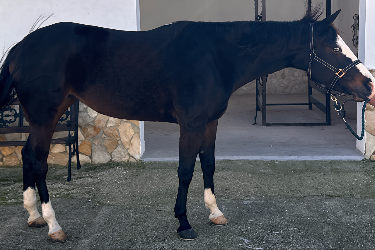 Jument Quarter Horse A vendre 2021 Bai brun par COLONELS SHINING GUN