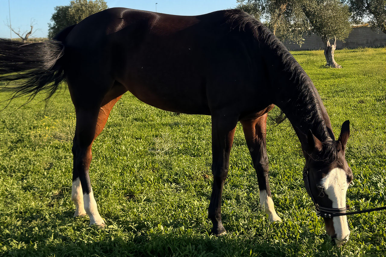 Jument Quarter Horse A vendre 2021 Bai brun par COLONELS SHINING GUN