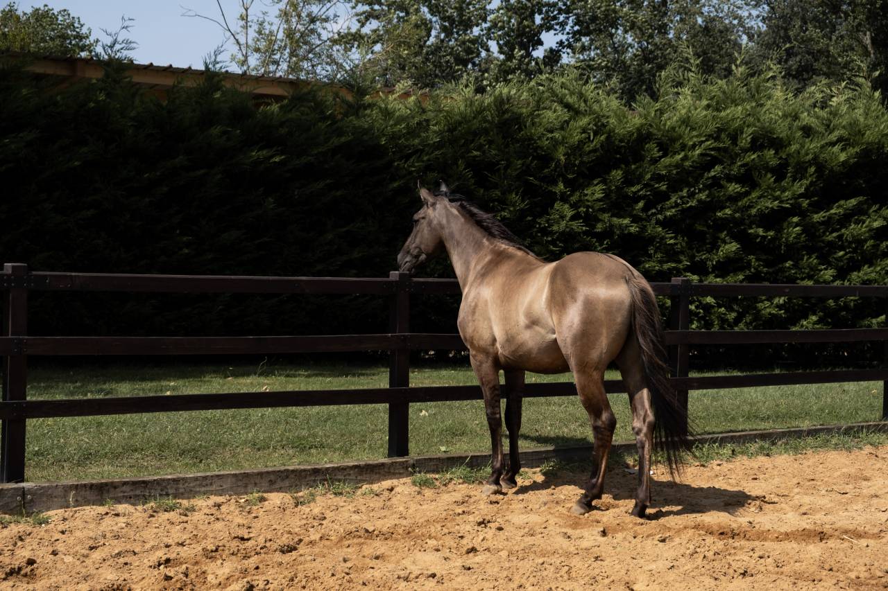 SAILLIE 2026 AMERCICAN AZTECA HORSE FONDATION