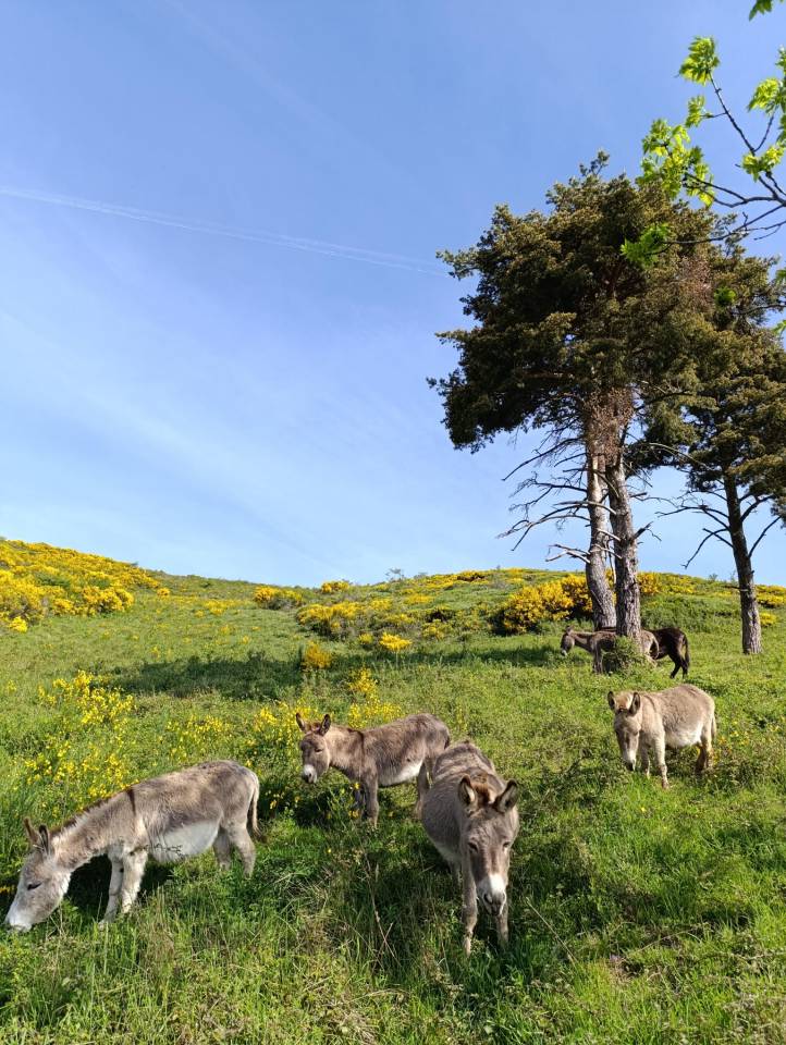 &Acirc;nes Sardes miniatures