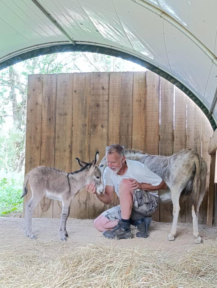 &Acirc;nes Sardes miniatures