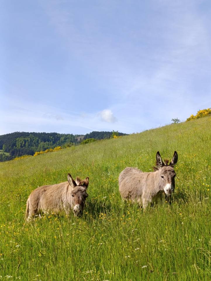 &Acirc;nes Sardes miniatures