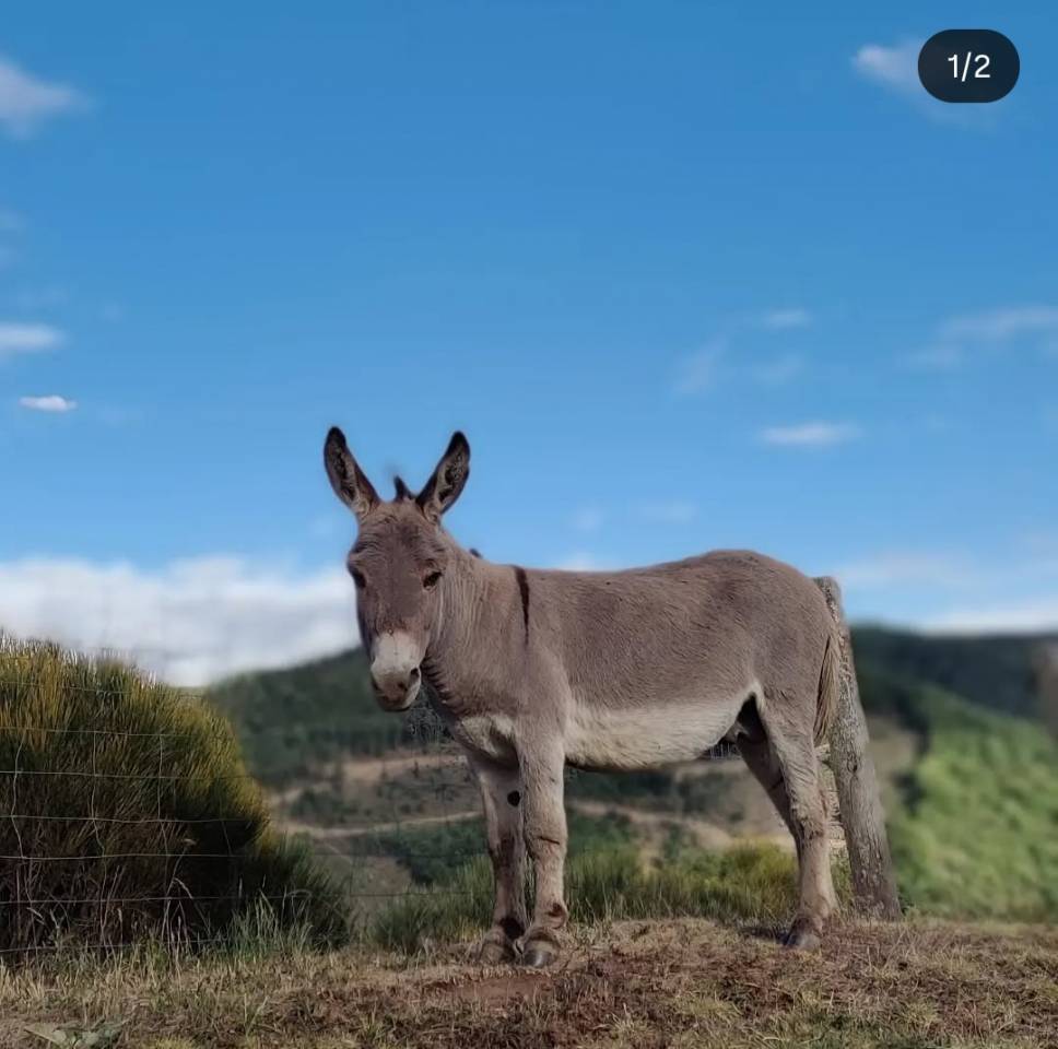 &Acirc;nes Sardes miniatures