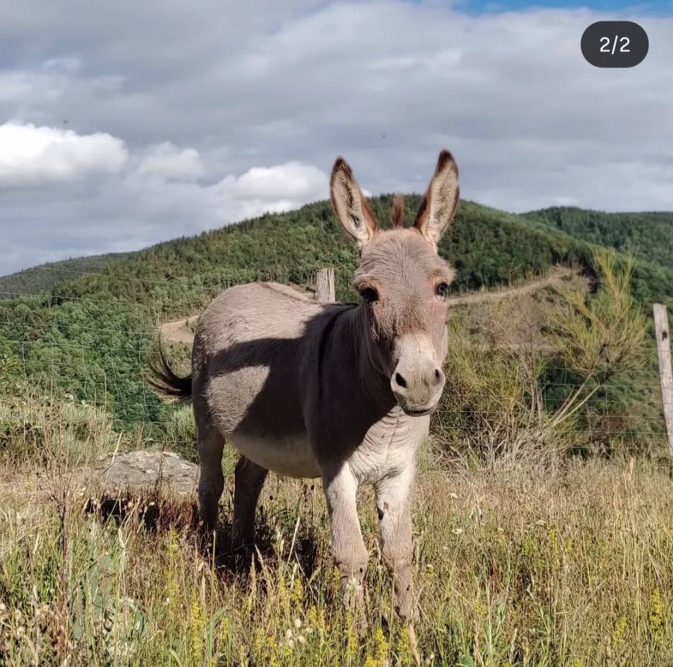 &Acirc;nes Sardes miniatures