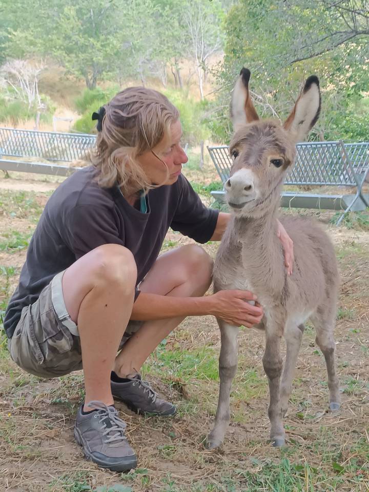 &Acirc;nes Sardes miniatures