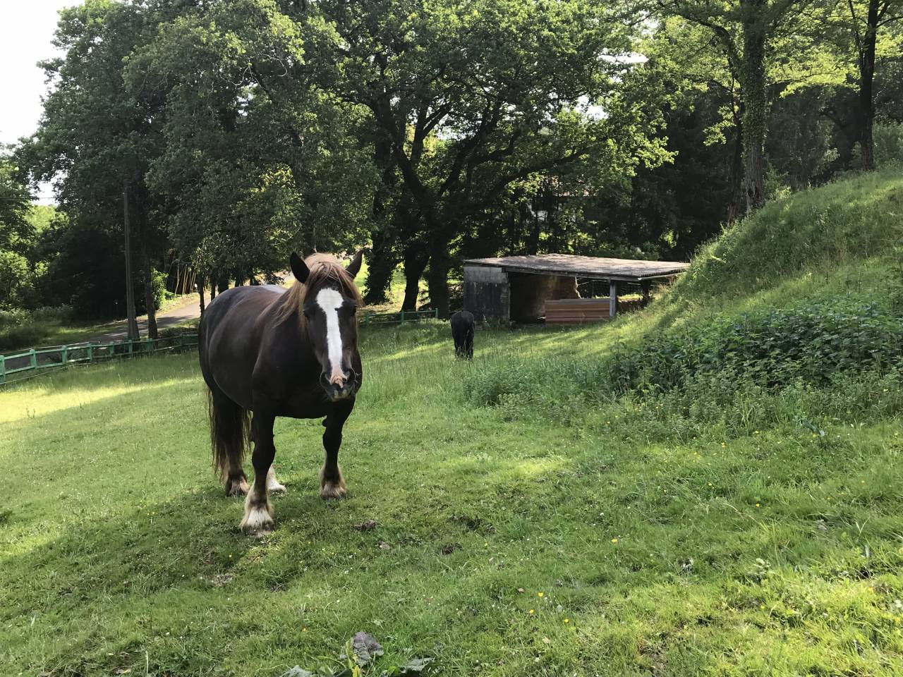 Propriété 184m2 sur 3,5 HA,piscine, dépendances 